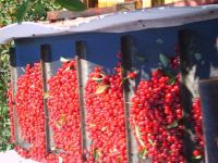 cherry machine conveyor belt