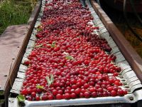 cherry machine conveyor belt