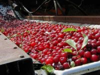 cherry machine conveyor belt