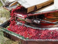cherry machine conveyor belt