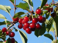 cherry tree branch