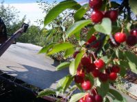 cherry tree branches