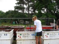 Emily washing cherries