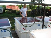 Emily washing cherries