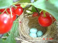 robins egg nest in cherry tree