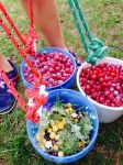 u pick baskets of cherries