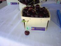 vendor tent baskets of cherries