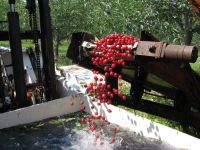 Washing cherries