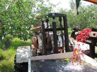 Washing cherries
