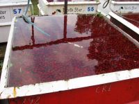 Washing cherries