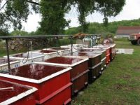 Washing cherries
